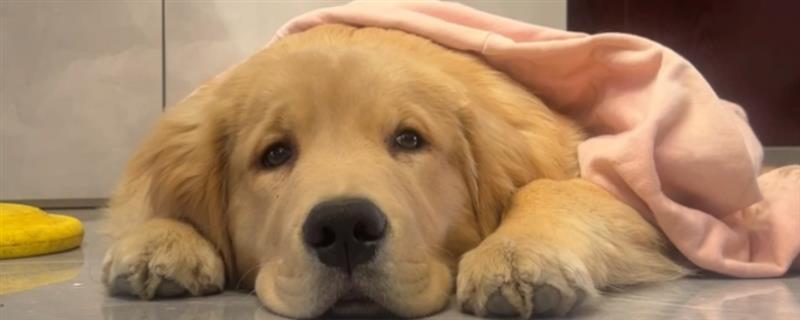 犬阴道炎病因分析，主要原因是发情期过长、交配过程不干净等