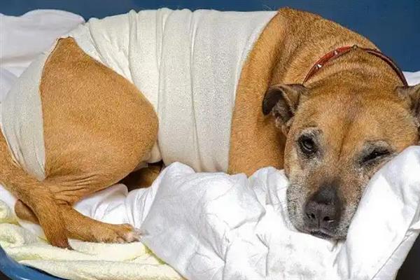 犬阴道炎病因分析，主要原因是发情期过长、交配过程不干净等