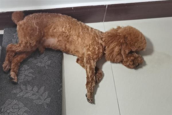 犬阴道炎病因分析，主要原因是发情期过长、交配过程不干净等