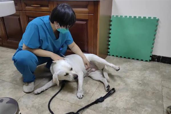 犬阴道炎病因分析，主要原因是发情期过长、交配过程不干净等