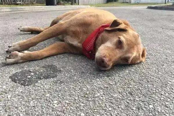 犬阴道炎病因分析，主要原因是发情期过长、交配过程不干净等