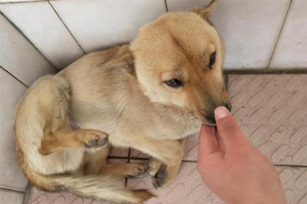 犬阴道炎病因分析，主要原因是发情期过长、交配过程不干净等