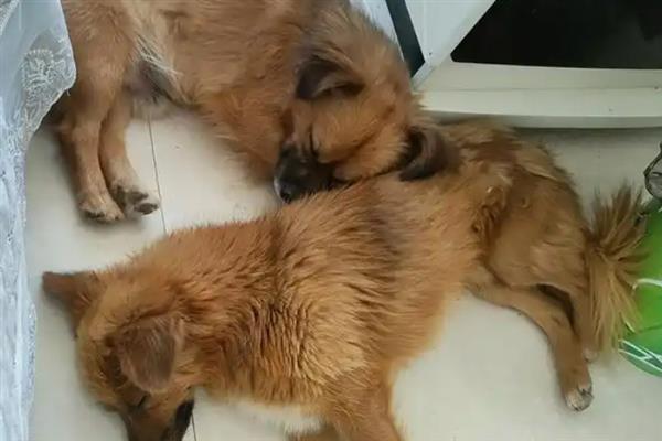犬阴道炎病因分析，主要原因是发情期过长、交配过程不干净等