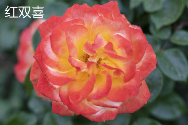 哪些月季比较香，娜荷玛、红双喜、波莱罗等品种香味浓郁