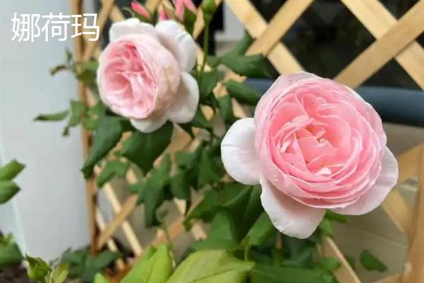 哪些月季比较香，娜荷玛、红双喜、波莱罗等品种香味浓郁
