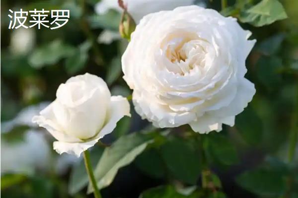 哪些月季比较香，娜荷玛、红双喜、波莱罗等品种香味浓郁
