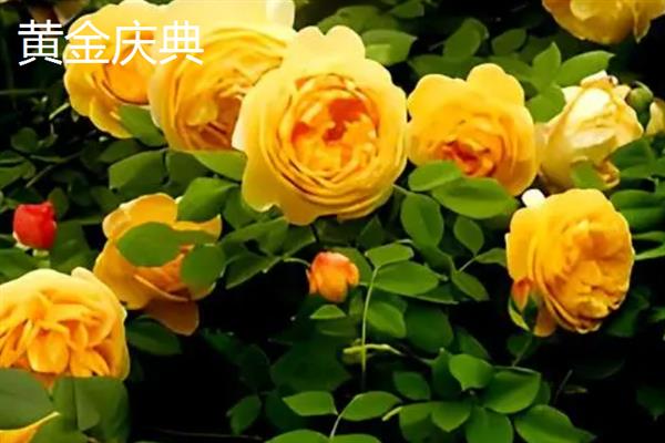 哪些月季比较香，娜荷玛、红双喜、波莱罗等品种香味浓郁
