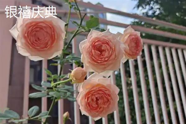 哪些月季比较香，娜荷玛、红双喜、波莱罗等品种香味浓郁