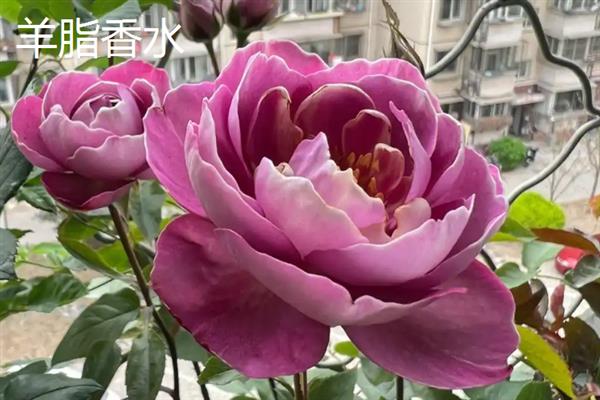 哪些月季比较香，娜荷玛、红双喜、波莱罗等品种香味浓郁