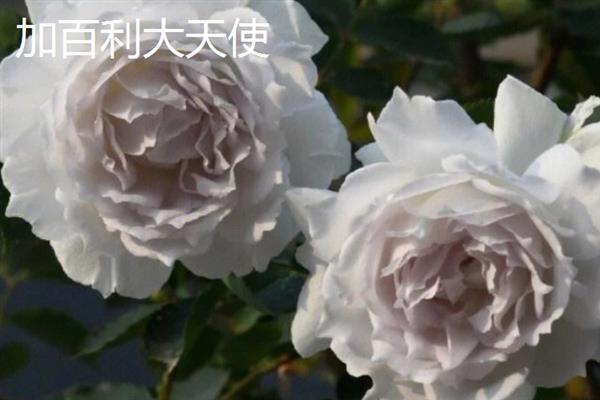 哪些月季比较香，娜荷玛、红双喜、波莱罗等品种香味浓郁
