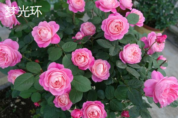 哪些月季比较香，娜荷玛、红双喜、波莱罗等品种香味浓郁