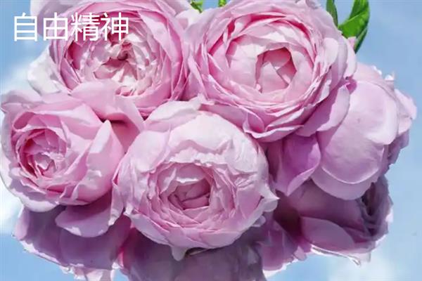 哪些月季比较香，娜荷玛、红双喜、波莱罗等品种香味浓郁