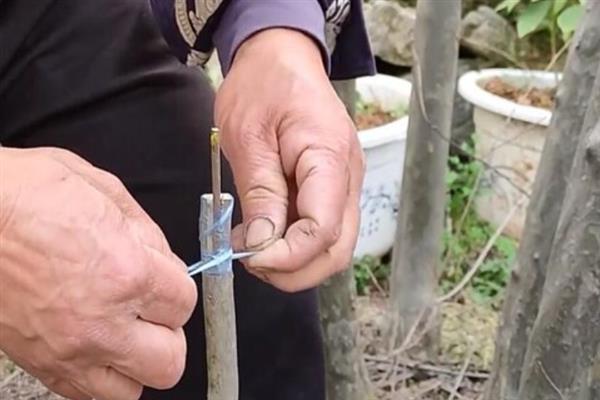 如何在大棚内扦插紫薇，在枝条上面涂抹生根液后再插入土壤中