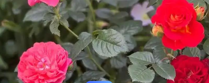 月季叶子掉光了的原因及解决方法，可能是光照不够所致