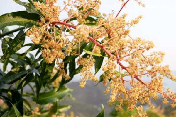 芒果树在河南可以种植吗，河南是不适合种植芒果树的