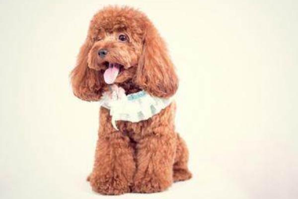 怎样训练泰迪犬，一定要有耐心