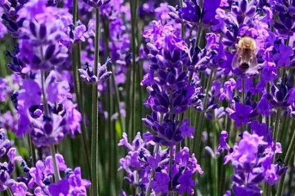 千屈菜和薰衣草的区别，科属、花期、形态均不同