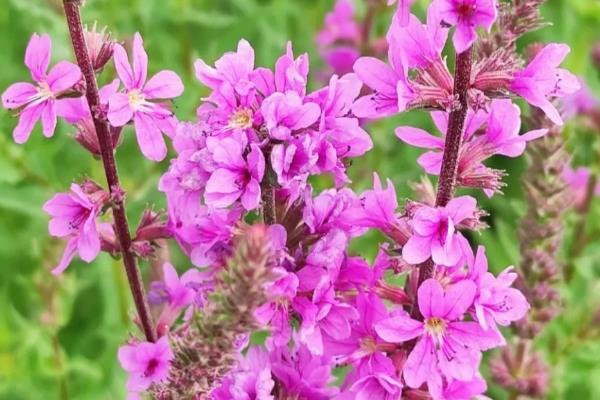 千屈菜和薰衣草的区别，科属、花期、形态均不同