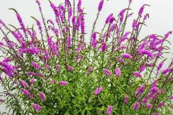 千屈菜和薰衣草的区别，科属、花期、形态均不同