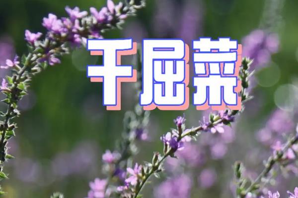 千屈菜和薰衣草的区别，科属、花期、形态均不同