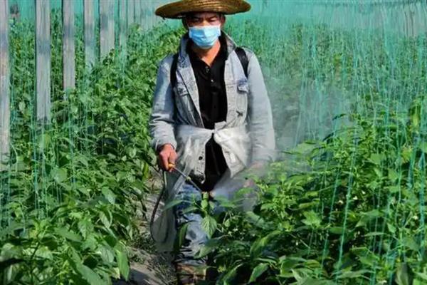 辣椒的常见病害，常见的有灰霉病、软腐病等