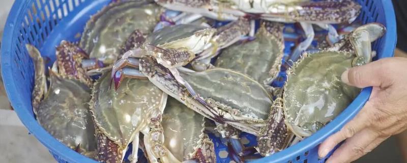 梭子蟹的保存方法，可使用冰箱、浴缸、塑料盆等容器