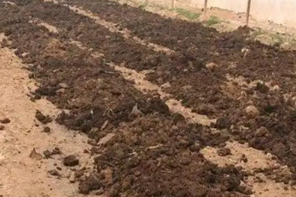 甜豌豆怎么栽培，株高达到35-50厘米时要引蔓上架