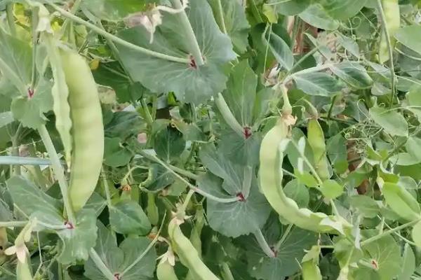 甜豌豆怎么栽培，株高达到35-50厘米时要引蔓上架