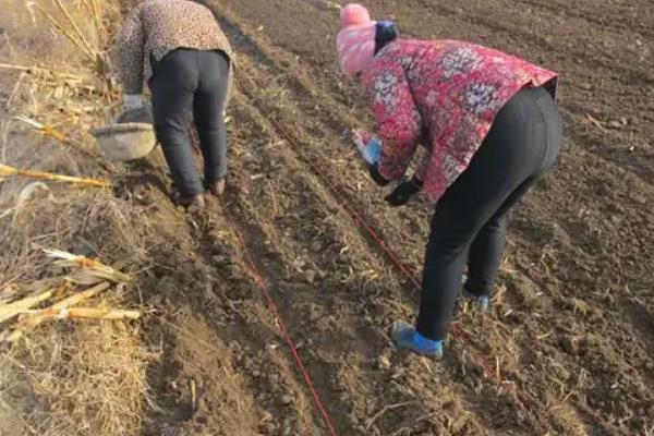 甜豌豆怎么栽培，株高达到35-50厘米时要引蔓上架
