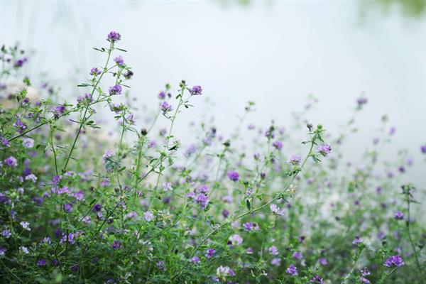 紫花苜蓿怎么种植，一般可进行条播