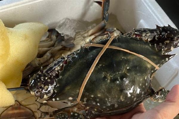 梭子蟹的保存方法，可使用冰箱、浴缸、塑料盆等容器