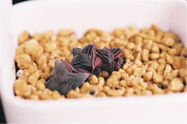 茜之塔徒长怎么处理，可增加光照或控制施肥等