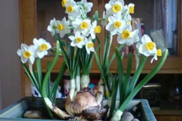 水仙花香吗，水仙花的香味浓郁