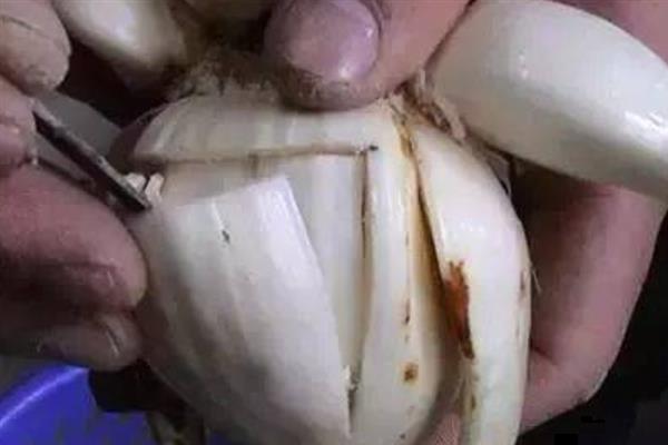 水仙花香吗，水仙花的香味浓郁
