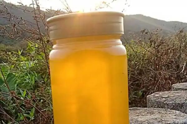 鸭脚木蜂蜜介绍，由蜜蜂采集鸭脚木花蜜酿制而成