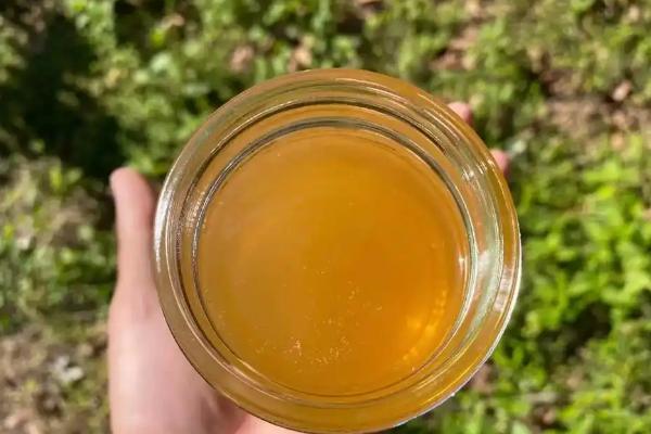 鸭脚木蜂蜜介绍，由蜜蜂采集鸭脚木花蜜酿制而成