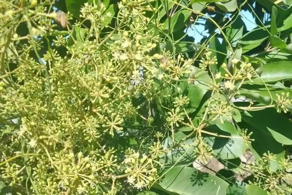 鸭脚木蜂蜜介绍，由蜜蜂采集鸭脚木花蜜酿制而成