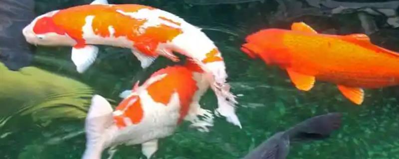 锦鲤对灯光颜色的要求，蓝白色的灯光能让它的体色保持鲜艳