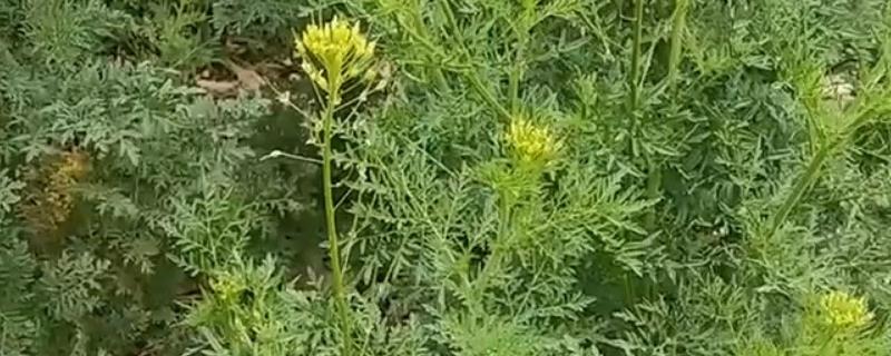 用什么药防除麦田播娘蒿，推荐苯磺隆、氯氟吡氧乙酸等