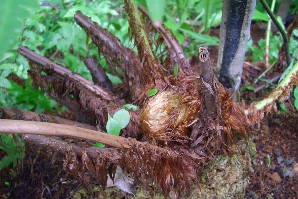狗脊选择什么土种植，用酸性土壤种植为佳