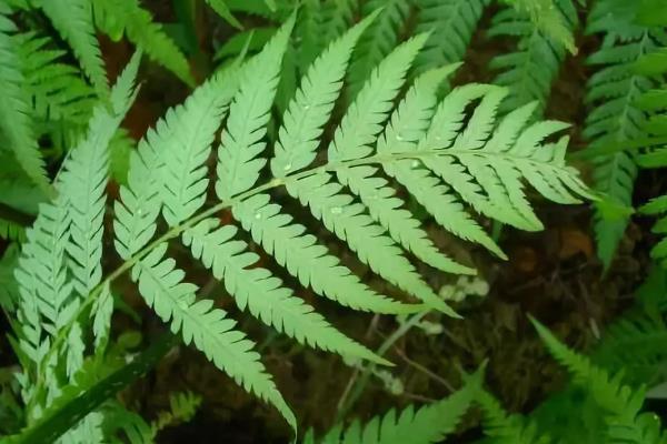 狗脊选择什么土种植，用酸性土壤种植为佳