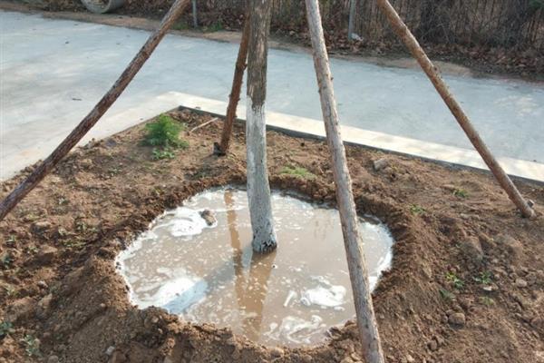 羊粪有机肥的发酵方法，与其它原料混合后再建堆