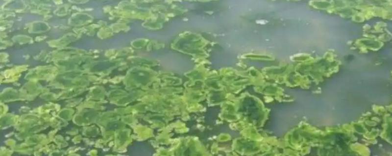 水池长青苔用什么方法控制，控水是防治青苔的方式之一