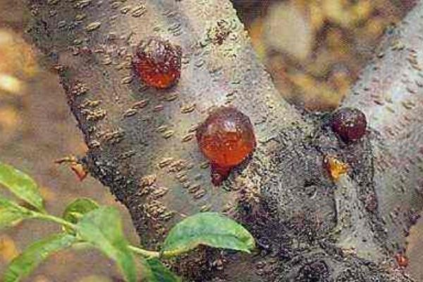 如何提高樱桃树的坐果率，花期和落花后喷2次赤霉素