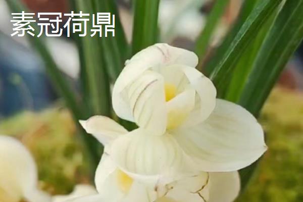 兰花最贵的品种，是莲瓣兰中的素冠荷鼎