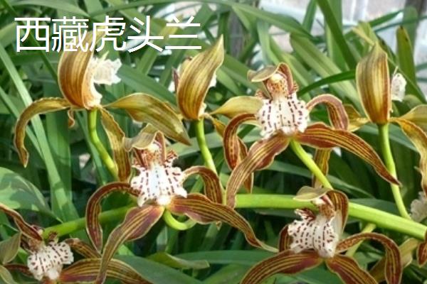 兰花最贵的品种，是莲瓣兰中的素冠荷鼎