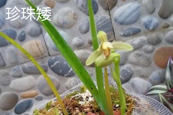 兰花最贵的品种，是莲瓣兰中的素冠荷鼎