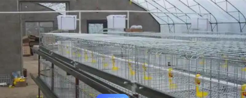 农村怎么搭养鸡简易棚，一般搭建在避风向阳处