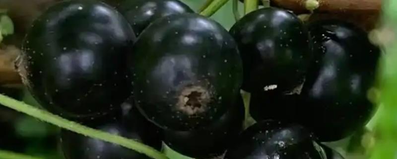 新手种植黑加仑的方法，种植树势强的品种可提高产量