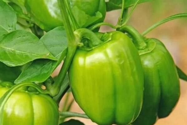 青椒的外观特点，表面有4个明显的突起